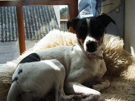 Dansk svensk gaardhund mille - mmm... dejligt at kunne ligge lidt i solen... billede 5