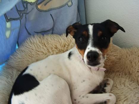 Dansk svensk gaardhund mille - hvorfor kigger i på mig??? billede 6