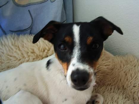 Dansk svensk gaardhund mille - hvorfor tager i billeder af mig??? billede 7