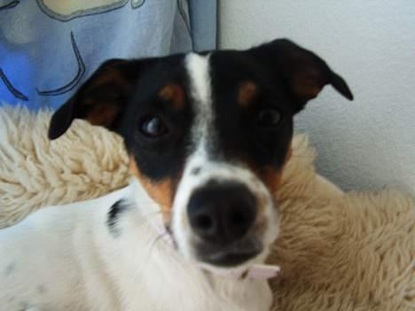 Dansk svensk gaardhund mille - er jeg ikke lækker??? billede 8