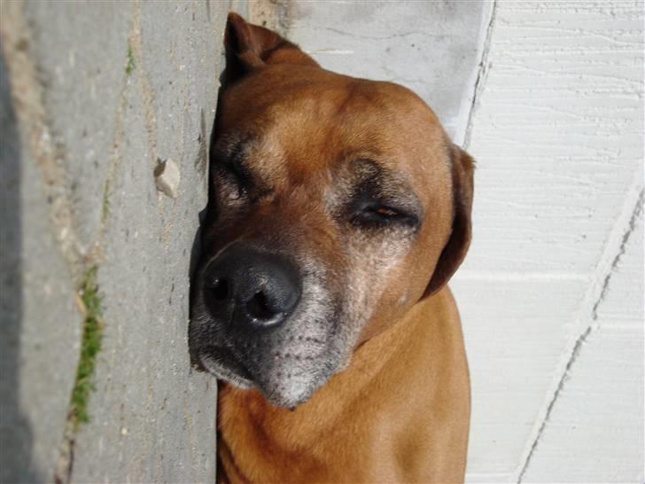 Rhodesian ridgeback Djambo billede 5