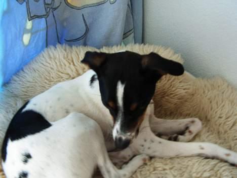 Dansk svensk gaardhund mille - jeg trænger vidst til at blive vasket! billede 9