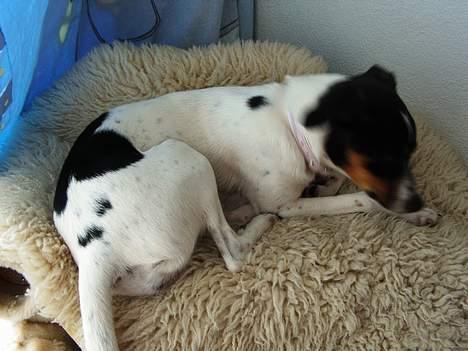 Dansk svensk gaardhund mille - og lige lidt der. det er også fordi jeg har været ude og lege hele dagen... billede 10