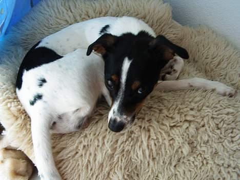 Dansk svensk gaardhund mille - så nu skal der soves!!! billede 11