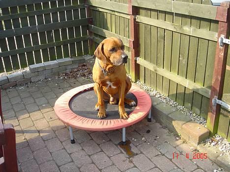 Rhodesian ridgeback Djambo - hoppe hoppe elsker min trampolin...*ss* billede 6