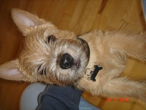 Norwich terrier Bjørn billede 6