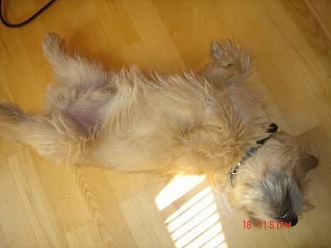 Norwich terrier Bjørn billede 7