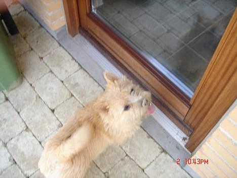 Norwich terrier Bjørn billede 8