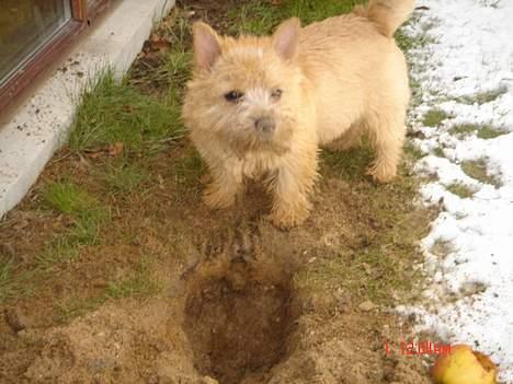 Norwich terrier Bjørn billede 9