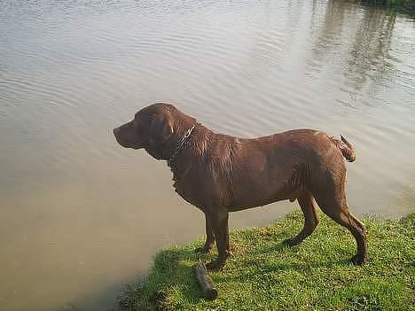 Labrador retriever Sepp - sepp der står og ser om der skulle være noget nede i vandet ;D <3 ! billede 12