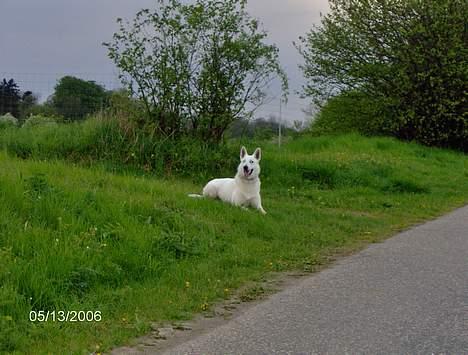 Hvid schæfer Luka billede 9