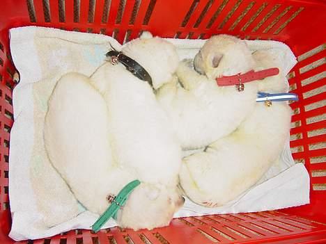 Hvid schæfer Luka - det er Luka med det røde halsbånd billede 10