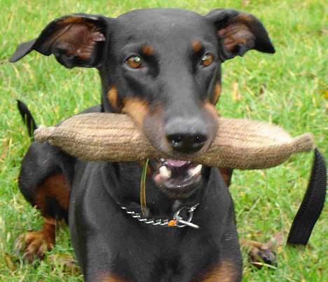 Dobermann Grusholm Flicka ( Gina ) billede 1