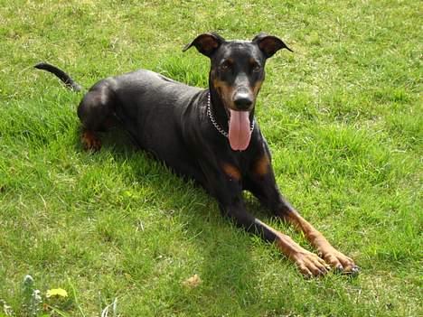 Dobermann Grusholm Flicka ( Gina ) billede 2