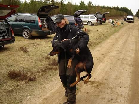 Dobermann Grusholm Flicka ( Gina ) billede 3