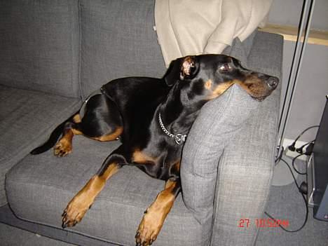 Dobermann Grusholm Flicka ( Gina ) billede 4