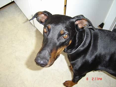 Dobermann Grusholm Flicka ( Gina ) billede 5