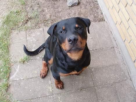 Rottweiler rex - 30 uger gammel billede 17