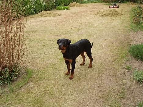 Rottweiler rex - 30 uger gammel billede 18