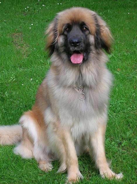 Leonberger Amanda  15-7-08 R.I.P - Sidder jeg pænt nu......... Nyt 01-05-07 billede 1