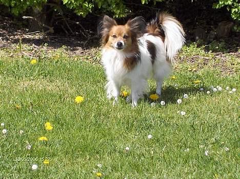 Papillon Lucky # R.I.P.# billede 1