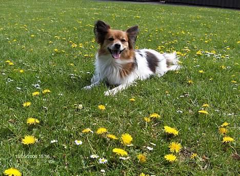 Papillon Lucky # R.I.P.# - Pyha det er varmt:-) billede 2