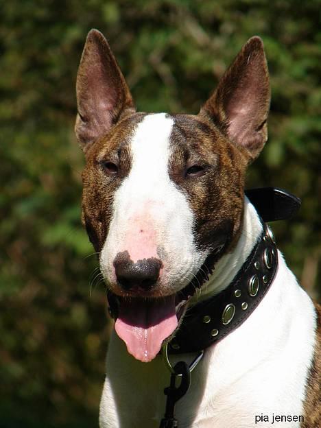 Bullterrier  Nemo  c",) - Nemo 12 september 06 billede 20