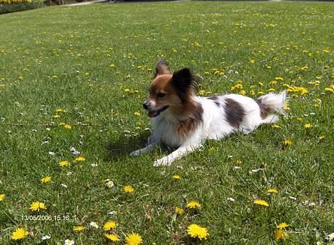 Papillon Lucky # R.I.P.# billede 3