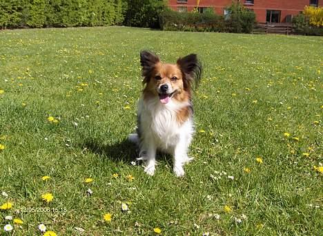 Papillon Lucky # R.I.P.# billede 4