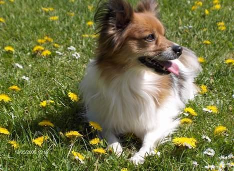 Papillon Lucky # R.I.P.# billede 5