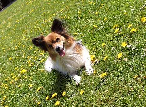 Papillon Lucky # R.I.P.# billede 6