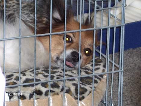 Papillon Lucky # R.I.P.# billede 7