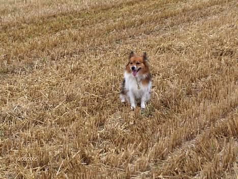 Papillon Lucky # R.I.P.# - Hårdt og være på marken billede 8