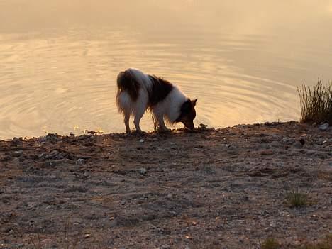 Papillon Lucky # R.I.P.# billede 9