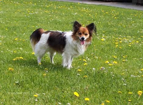 Papillon Lucky # R.I.P.# billede 10