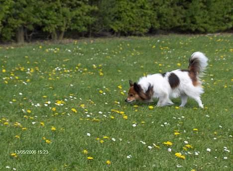 Papillon Lucky # R.I.P.# billede 11