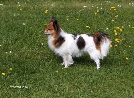 Papillon Lucky # R.I.P.# billede 12