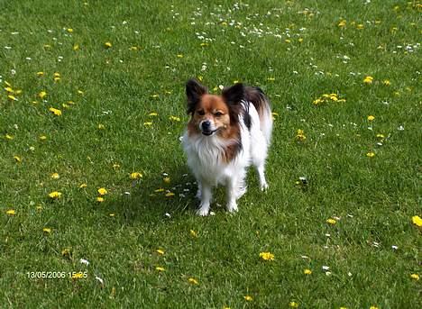 Papillon Lucky # R.I.P.# billede 13