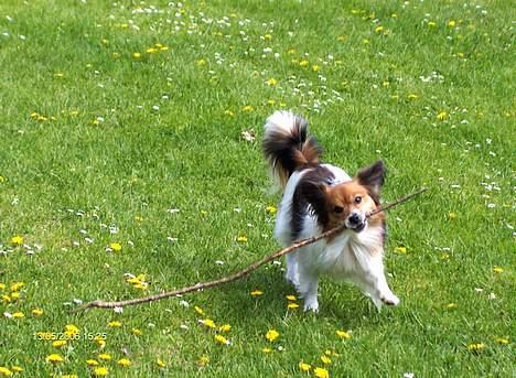 Papillon Lucky # R.I.P.# billede 14