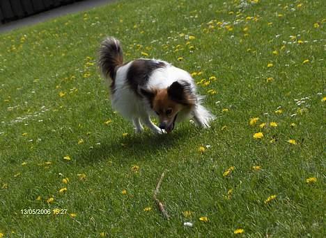 Papillon Lucky # R.I.P.# billede 15