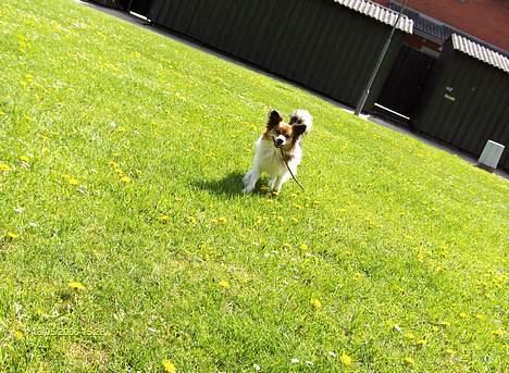 Papillon Lucky # R.I.P.# billede 16