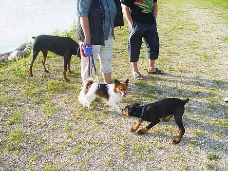 Papillon Lucky # R.I.P.# - Hilser for første gang på min lillebror billede 17