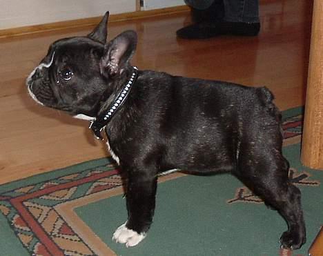 Fransk bulldog Alfredo billede 11