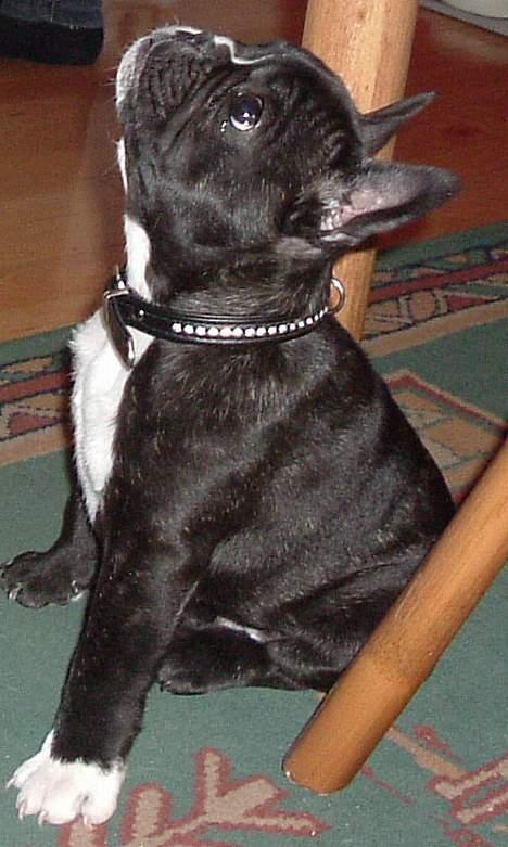 Fransk bulldog Alfredo - så lad mig dog få den godbid! billede 12