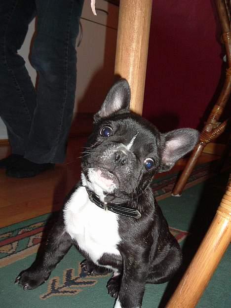 Fransk bulldog Alfredo billede 13