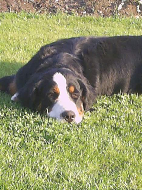 Berner sennenhund Orlanda billede 8
