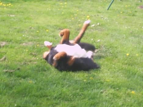 Berner sennenhund Orlanda billede 9