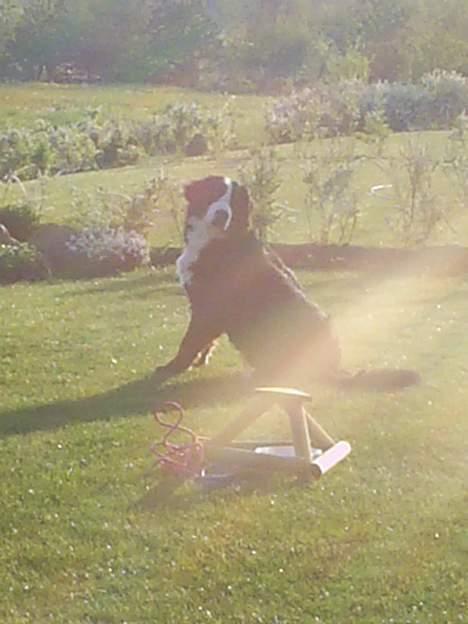Berner sennenhund Orlanda - flotte hund! billede 10