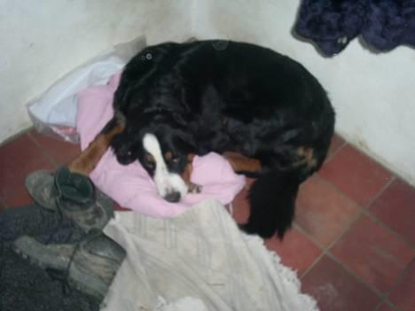 Berner sennenhund Orlanda billede 11