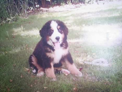 Berner sennenhund Orlanda - så lille var hun jo engang. billede 12